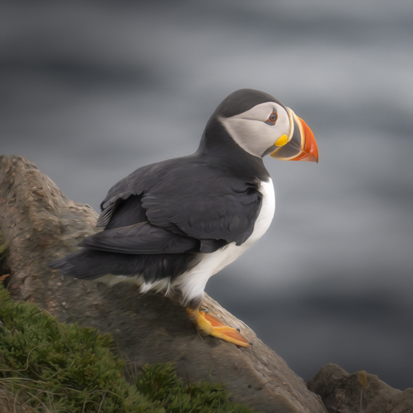 puffins　フラット加工 puffin-at-elliston-small-1-of-