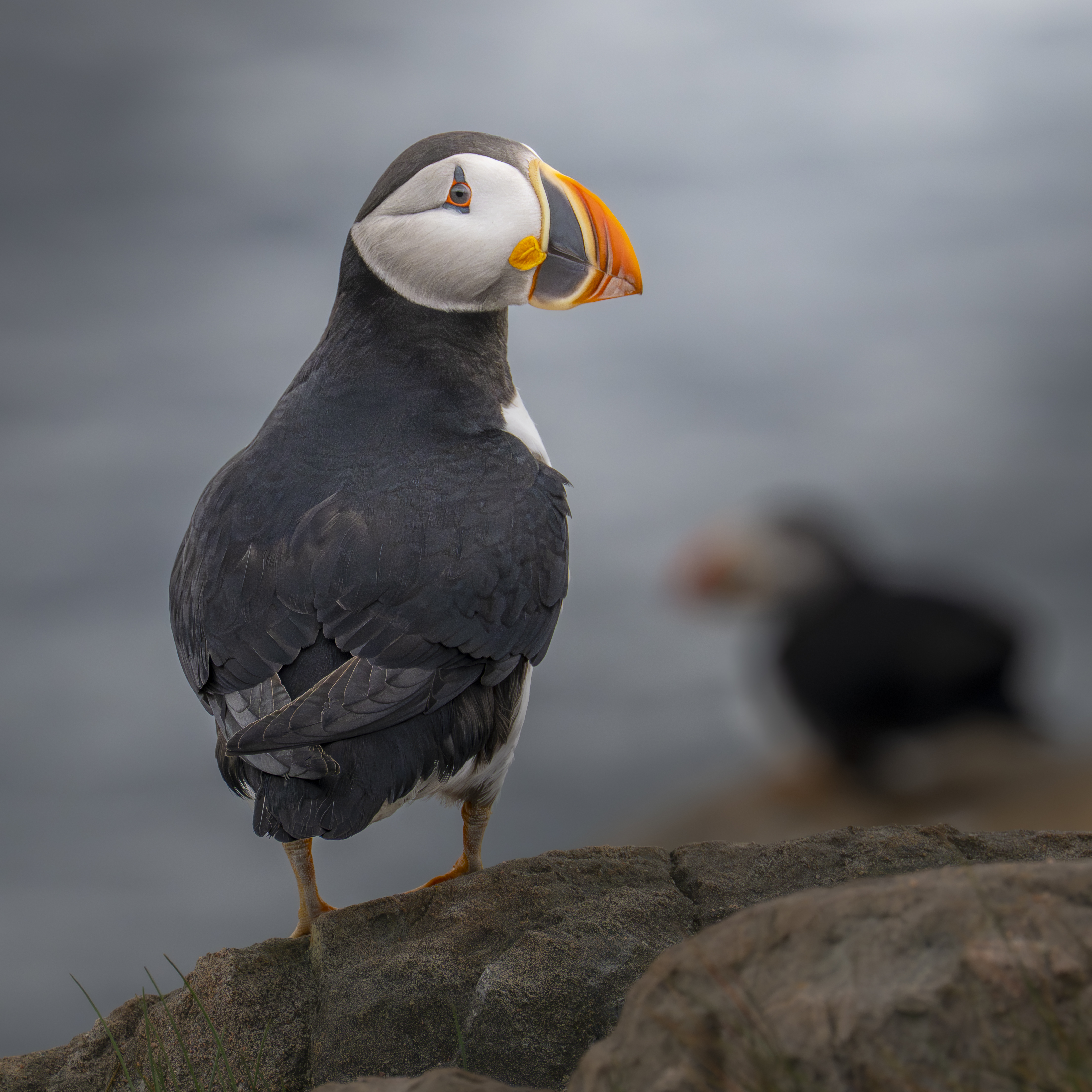 Puffin Collection – Copyright 2026 Philip Colet