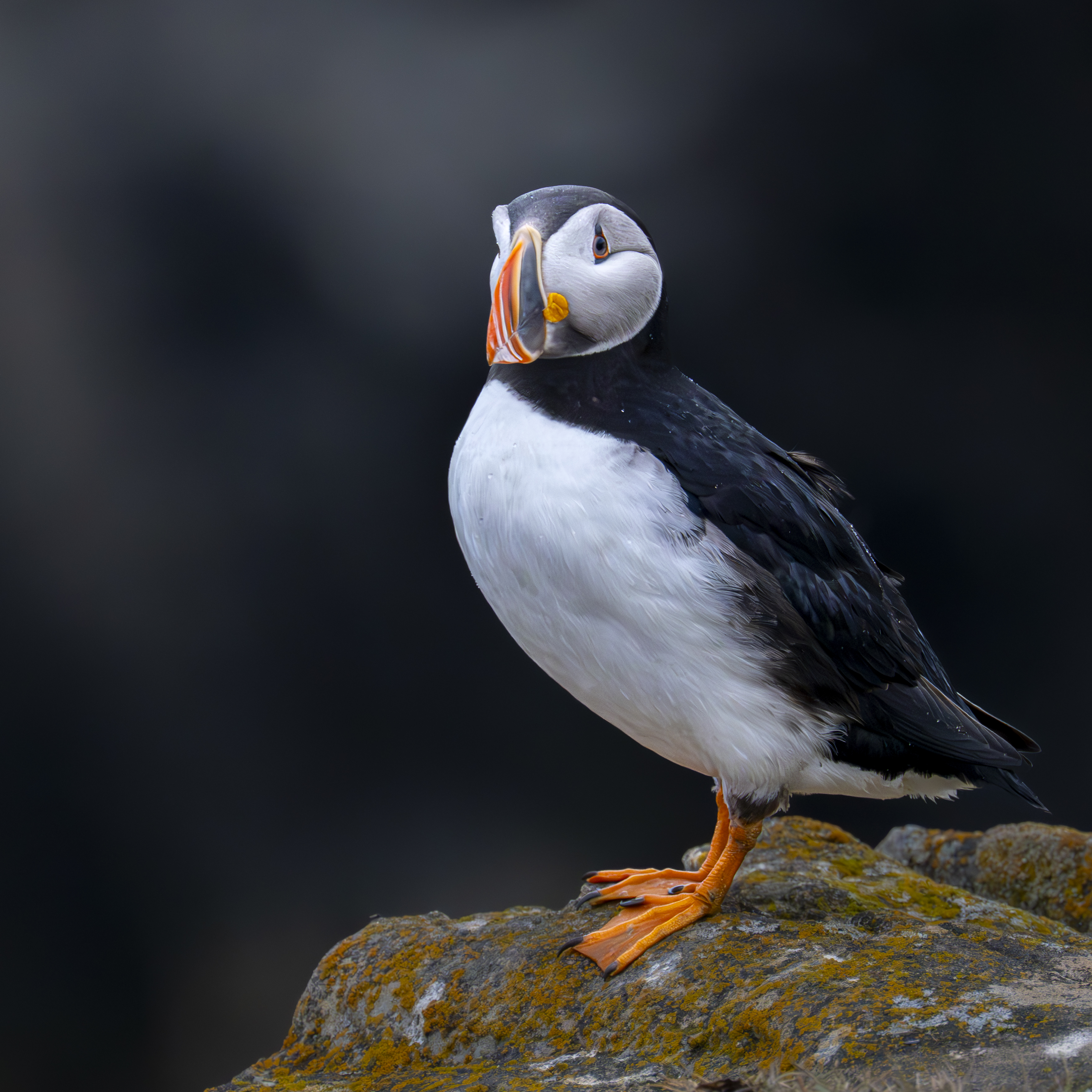 Puffin Collection – Copyright 2026 Philip Colet