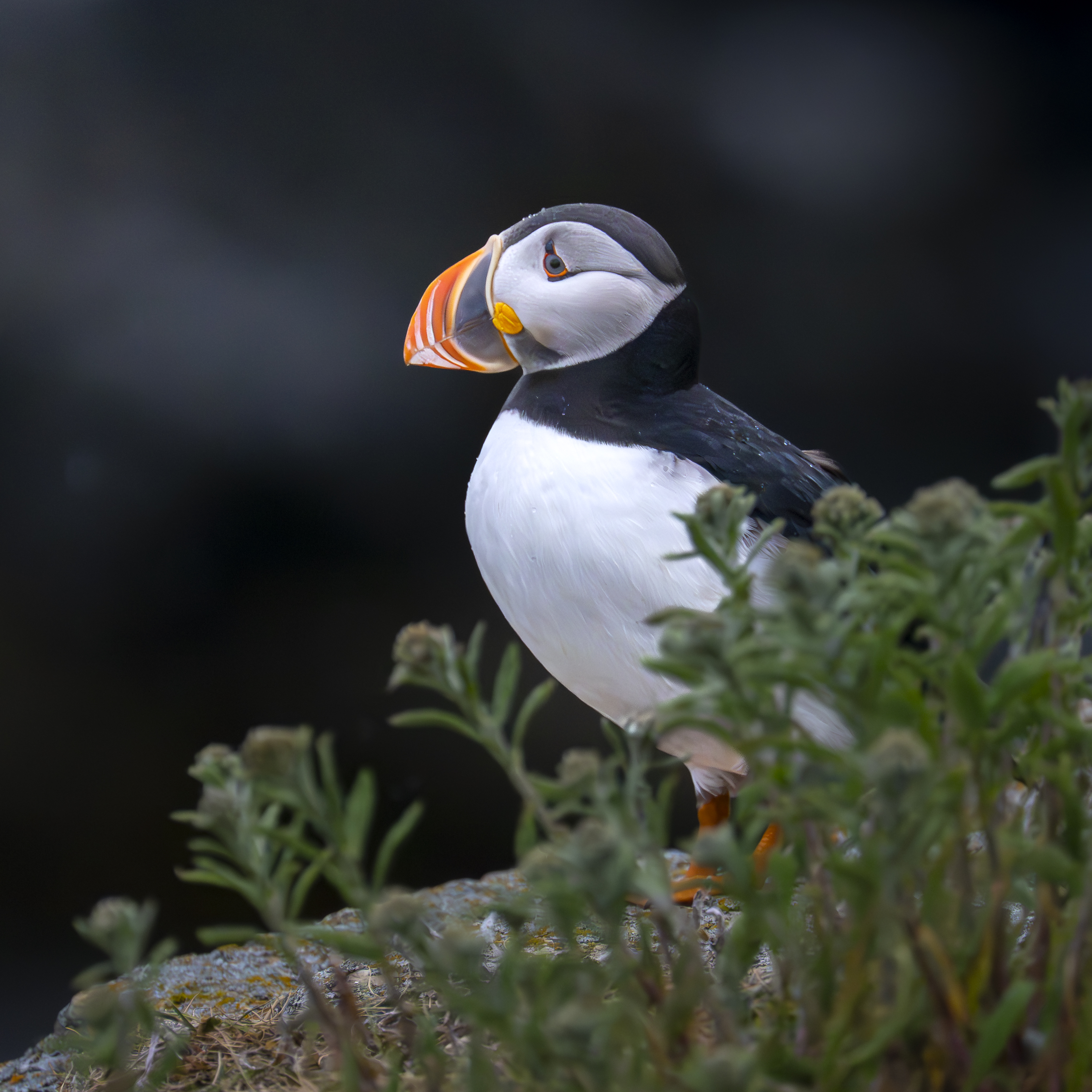 Perfect Puffin Photography – Copyright 2026 Philip Colet