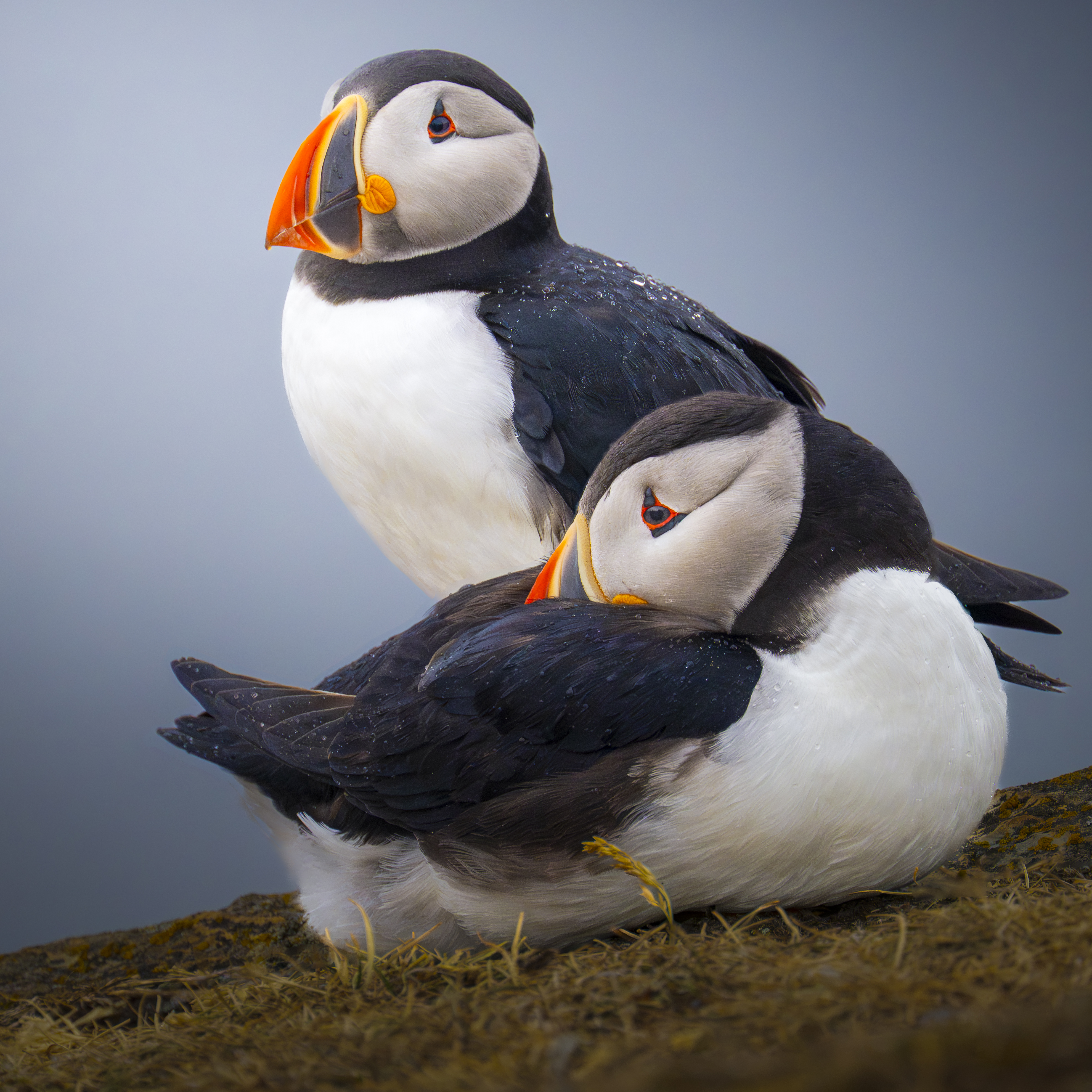 Perfect Puffin Photography – Copyright 2026 Philip Colet